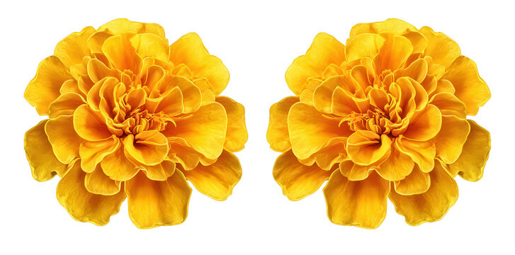 A set of two yellow marigold flowers isolated on a white background, png, transparent