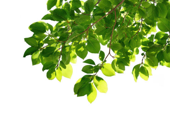 Green tree leaves with sunlight, isolated on a white background, png, transparent