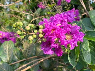 beautiful Bungor flowers in the garden