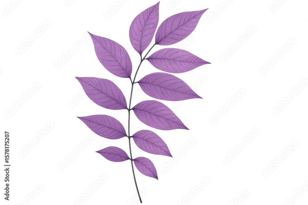 Poster purple leaves creating a decorative branch element with transparent background, ideal for design pro
