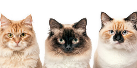 Collection of  three cats with different fur colors and patterns against a black background real image, no blur, clear image, hd, full hd, photos, isolated white background