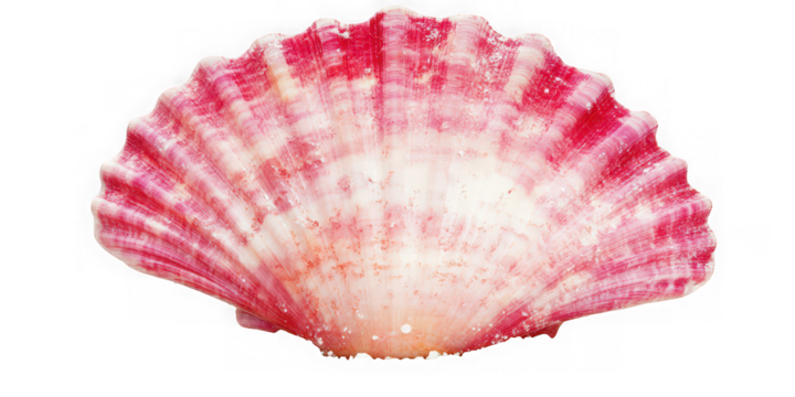 Collection of  a close up view of a pink and white scallop shell on a black background real image, no blur, clear image, hd, full hd, photos, isolated white background
