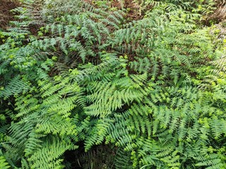 A dense layer of vibrant green ferns creates a lush, textured ground cover, showcasing intricate leaf patterns and the richness of nature's greenery.
