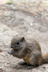 Cute squirrel in the forest with a nut in its paws