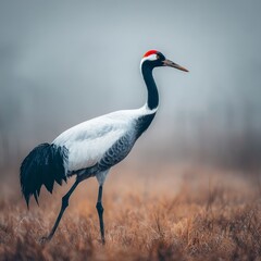 Fototapeta premium exotic redcrowned crane in a field on feathers soft misty morning background