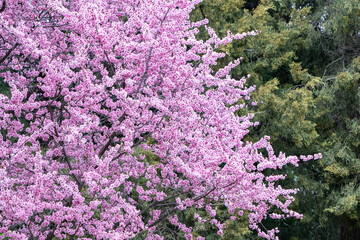 Fototapeta premium Pink plum blossoms flower blooming in the plum orchard.