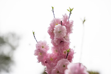 Pink plum blossoms flower blooming in the plum orchard.