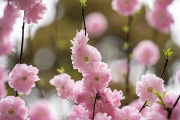 Pink plum blossoms flower blooming in the plum orchard.