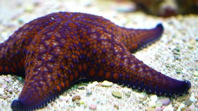 A vibrant starfish resting on the sandy ocean floor.