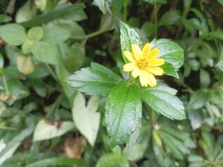 yellow flower on green background