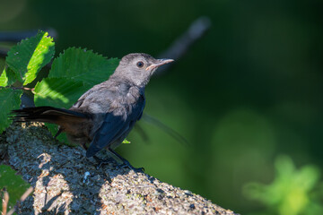 Fledgling gray catbird perched on a branch.