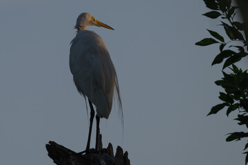 Great egret in shadow, its face illuminated by the sunset.