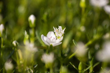 Little tiny flowes by the lagoon.