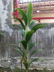 flower in the garden