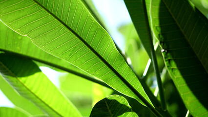 Nature Background,Fresh Green Plumeria Leaves