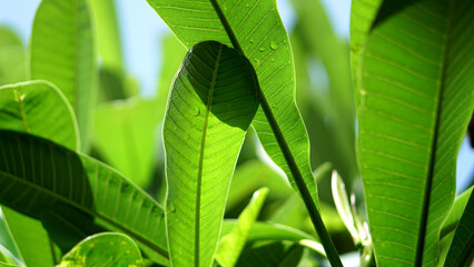 Nature Background,Fresh Green Plumeria Leaves