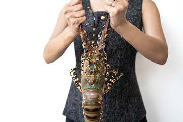 Spiny lobster in the hands, inhabits tropical and subtropical waters.