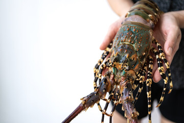 Spiny lobster in the hands, inhabits tropical and subtropical waters.