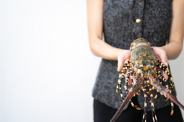 Spiny lobster in the hands, inhabits tropical and subtropical waters.