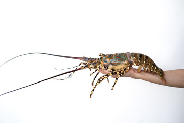 Spiny lobster in the hands, inhabits tropical and subtropical waters.