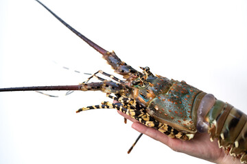 Spiny lobster in the hands, inhabits tropical and subtropical waters.