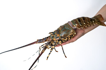Spiny lobster in the hands, inhabits tropical and subtropical waters.