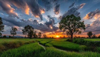 Vibrant sunset over a rice paddy