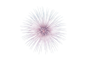 Obraz premium A single delicate white and pink firework burst with thin trails isolated on transparent background