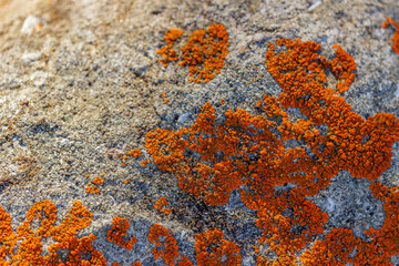 Bright orange lichen growing on rough stone in natural outdoor setting