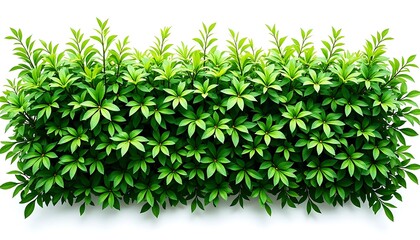 Fototapeta premium Green Hedge with Lush Leaves on White Background