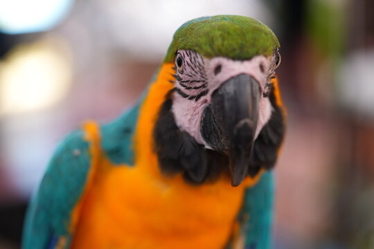 Brilliant Macaw Parrot in Lush Tropical Rainforest Canopy
