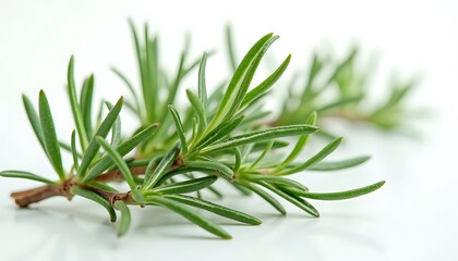 Fototapeta premium Rosemary Sprig on White Background