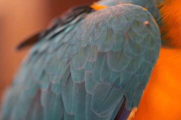 Brilliant Macaw Parrot in Lush Tropical Rainforest Canopy