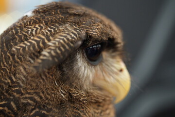 Mesmerizing Owl Close-Up Showing Detail, Eyes, and Feathers