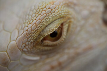 Stunning Macro of Lizard Eye Revealing Texture and Detail