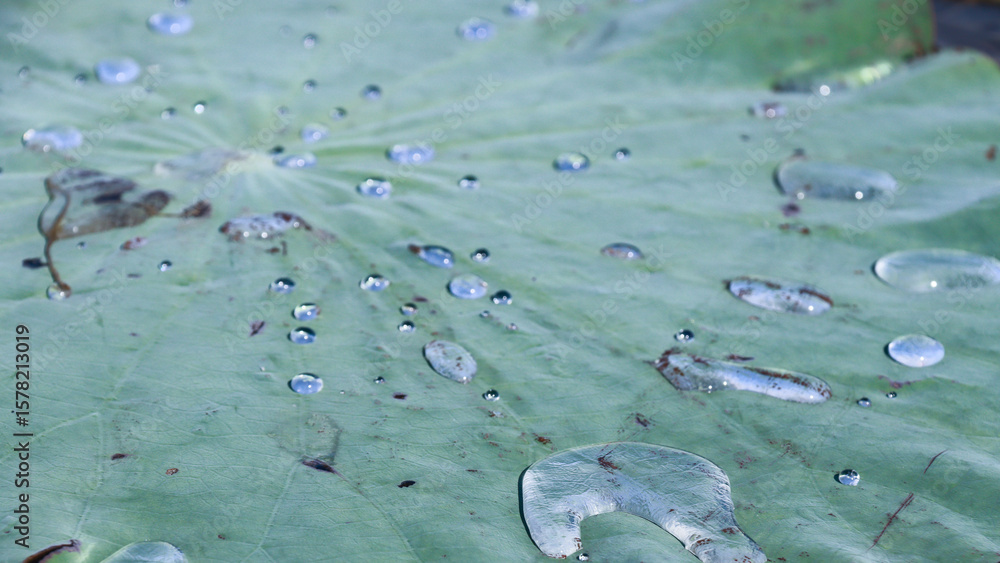 Poster macro close-up of clear water droplets in different sizes scattered across textured surface of large