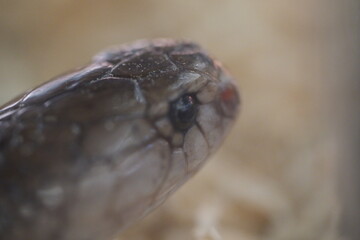 Dream of Being Chased by a Snake: What It Really Means