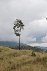 Single pine tree standing alone against distant overcast mountain range under cloudy grey sky in quiet natural landscape. Solitude nature concept