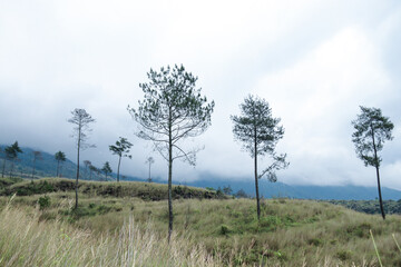 Obraz premium Tall pine trees standing on dry grassy hillside with misty mountain range blurred in the distance under overcast cloudy sky. Highland forest landscape concept