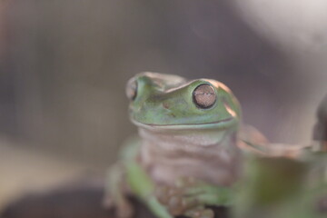 Litoria caerulea: Australia’s Iconic Green Tree Frog