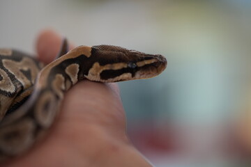 Royal Python: The Calm and Coiled Snake of Africa