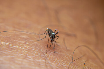 A garden mosquito (Aedes sp.) feeds on human skin, a known vector capable of transmitting dengue and chikungunya viruses.
