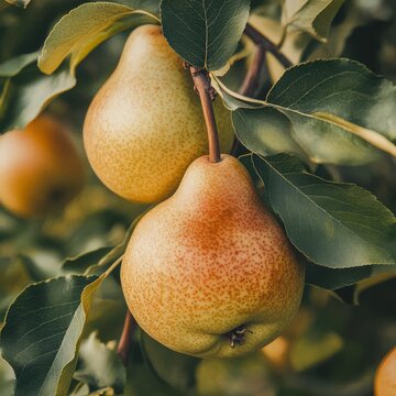 generate a closeup of a pear with natural lighting and trending seo optimized