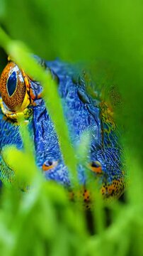 A close up view of a blue frog 's eyes
