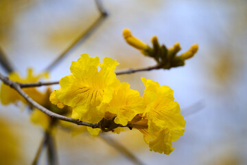 Cluster of Handroanthus chrysanthus flowers blooming on bare branch against blue sky in Nam Cheong,...