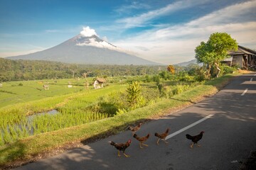 Chickens cross a rural road in Bali, Indonesia, with Mount Agung volcano and rice paddies in the background. The chickens are foraging for food.