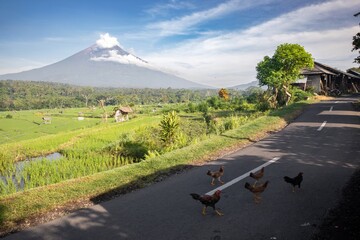 Chickens cross a rural road in Bali, Indonesia, with Mount Agung volcano and rice paddies in the...