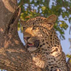 Leopard catching the sun
