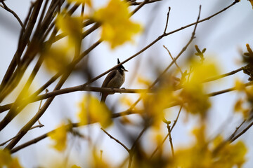 Red-whiskered Bulbul (Pycnonotus jocosus) perched on Handroanthus chrysanthus branch in Nam Cheong, Hong Kong.