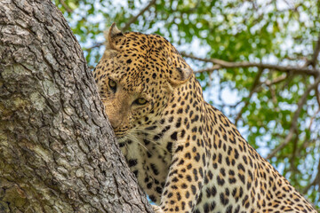 Leopard smelling the side of a large tree branch'